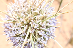 Echinops spinosissimus