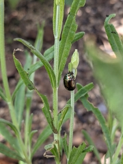 Chrysolina americana