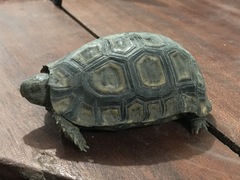 Kinixys belliana