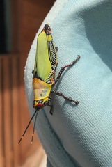 Zonocerus variegatus