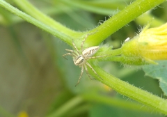 Oxyopes globifer