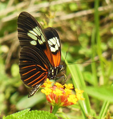 Heliconius demeter
