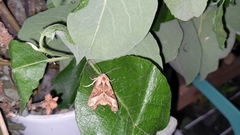 Phlogophora meticulosa