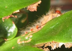 Euproctis punctifera