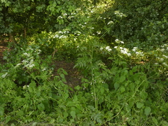 Anthriscus sylvestris