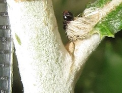 Euproctis punctifera