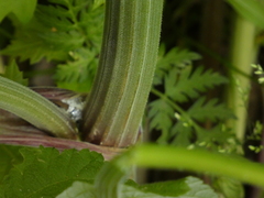 Anthriscus sylvestris