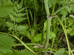 Anthriscus sylvestris