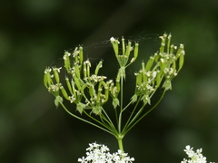 Anthriscus sylvestris