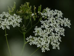 Anthriscus sylvestris