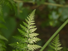 Anthriscus sylvestris