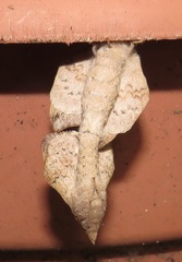 Leipoxais peraffinis