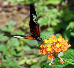 Heliconius demeter