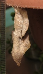 Leipoxais peraffinis