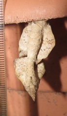 Leipoxais peraffinis