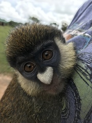 Cercopithecus ascanius