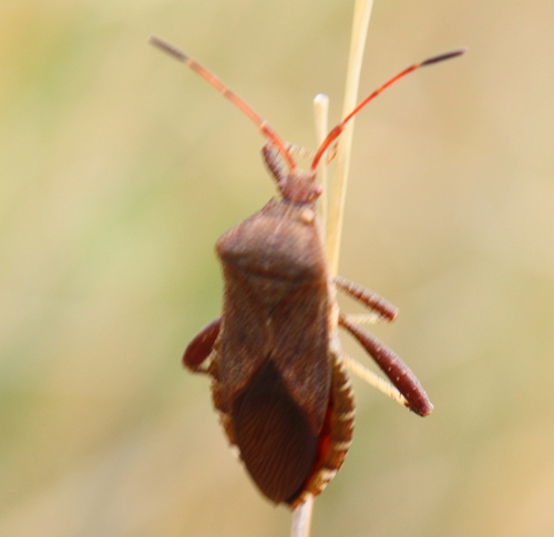 Euthochtha galeator