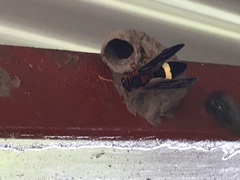 Synagris cornuta basalis