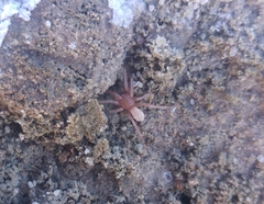Dysderidae