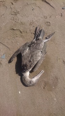 Phalacrocorax nigrogularis