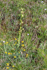 Ophrys sphegodes