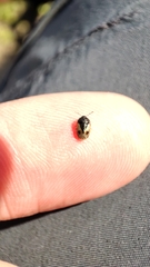 Crocistethus waltlianus