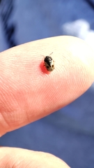 Crocistethus waltlianus