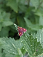 Pyrausta aurata