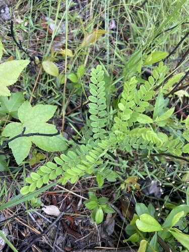 Amorpha georgiana, photograph 6