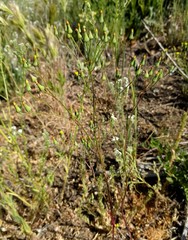 Malacothrix stebbinsii