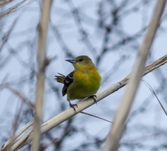Icterus spurius