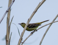 Icterus spurius
