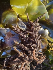 Callithamnion pikeanum