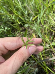 Thalictrum cooleyi