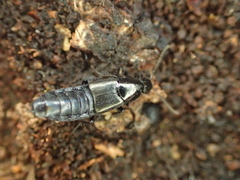 Philonthus decorus