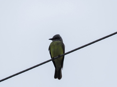 Tyrannus couchii