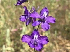 Delphinium pentagynum