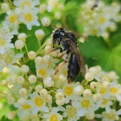 Andrena