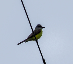 Tyrannus couchii
