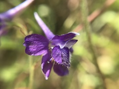 Delphinium pentagynum