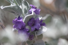 Leucophyllum ambiguum