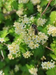 Andrena