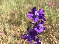 Delphinium pentagynum
