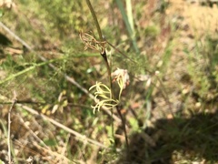 Delphinium pentagynum