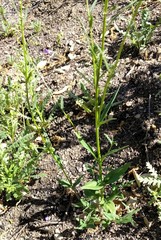 Neogaerrhinum strictum