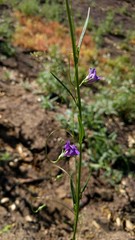 Neogaerrhinum strictum