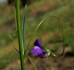Neogaerrhinum strictum