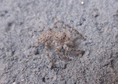 Plexippoides flavescens