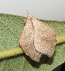 Leipoxais peraffinis