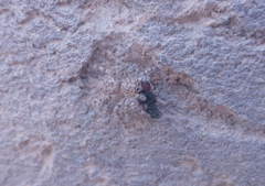 Plexippoides flavescens